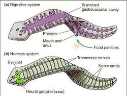 Platyhelminthes - Digestive System
